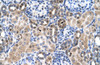 Antibody used in IHC on Human kidney.