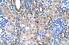 Antibody used in IHC on Human kidney.