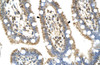 Antibody used in IHC on Human Intestine.