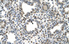 Antibody used in IHC on Human Lung.