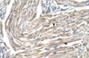 Antibody used in IHC on Human Muscle.