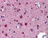 Antibody used in IHC on Human brain.