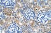 Antibody used in IHC on Human kidney.