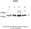 Antibody used in WB on Human cell lines at: 1:500 (Lane 1: 50ug HeLa lysate, Lane 2: 50ug 293T lysate, Lane 3: 50ug K562 lysate, Lane 4: 50ug MDA-MB-231 lysate) .