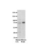 Antibody used in WB on Human, Mouse at 1:500.