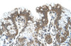 Antibody used in IHC on Human Stomach.