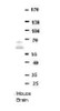 Antibody used in WB on Mouse brains at 1:1000.