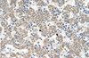 Antibody used in IHC on Human Liver.