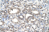 Antibody used in IHC on Human kidney.