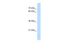 Antibody used in WB on Human 721_B cells at 5.0 ug/ml.