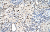 Antibody used in IHC on Human Kidney at 4.0-8.0 ug/ml.