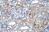 Antibody used in IHC on Human kidney.