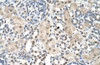 Antibody used in IHC on Human kidney.