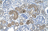 Antibody used in IHC on Human kidney.