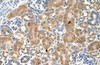 Antibody used in IHC on Human kidney.