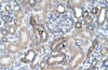 Antibody used in IHC on Human kidney.