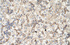 Antibody used in IHC on Human Liver.