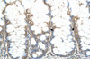 Antibody used in IHC on Human Intestine.