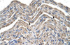 Antibody used in IHC on Human Muscle.