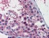 Antibody used in IHC on Human Testis.