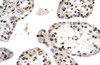 Antibody used in IHC on Human Placenta at 4.0-8.0.