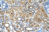 Antibody used in IHC on Human kidney.