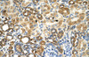 Antibody used in IHC on Human kidney.