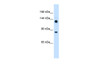 Antibody used in WB on Drosophila at 0.2-1 ug/ml.