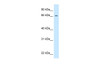 Antibody used in WB on Drosophila at 0.2-1 ug/ml.