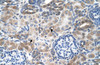 Antibody used in IHC on Human kidney.