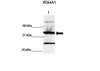 Antibody used in WB on human NT2 at 1:500.