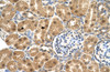 Antibody used in IHC on Human kidney.