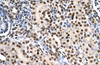 Antibody used in IHC on Human kidney.