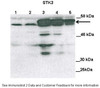 Antibody used in WB on transfected Cos-7 at: 1:2000 (Lane1: 100ug untransfected COS-7 lysate, Lane2: 100ug mock transfected Cos-7 lysate, Lane3: 100ug STK3 transfected Cos-7 lysate, Lane4: 50 ug STK3 transfected Cos-7 lysate, Lane5: 25 ug STK3 transfected Cos-7 lysate) .