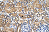 Antibody used in IHC on Human kidney at 4.0-8.0 ug/ml.