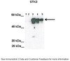 Antibody used in WB on transfected Cos-7 at: 1:2000 (Lane1: 100ug untransfected COS-7 lysate, Lane2: 100ug mock transfected Cos-7 lysate, Lane3: 100ug STK3 transfected Cos-7 lysate, Lane4: 50 ug STK3 transfected Cos-7 lysate, Lane5: 25 ug STK3 transfected Cos-7 lysate) .