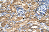 Antibody used in IHC on Human kidney.