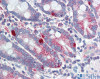 Antibody used in IHC on Human Testis.