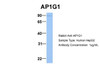 Antibody used in WB on Human HepG2 at 1 ug/ml.