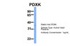 Antibody used in WB on Hum. Adult Placenta at 1 ug/ml.