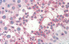 Antibody used in IHC on Human Testis at 5.0 ug/ml.