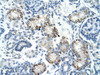 Antibody used in IHC on Human kidney.