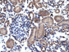 Antibody used in IHC on Human kidney.