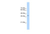 Antibody used in WB on Human 293T at 2.5 ug/ml.