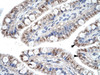 Antibody used in IHC on Human Intestine.