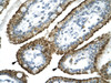 Antibody used in IHC on Human Intestine.