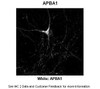 Antibody used in IHC on Rat hippocampal at: 1:200.