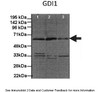 Antibody used in WB on Human, Mouse cell lines.