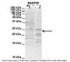 Antibody used in WB on Human NT-2 and Mouse WT brain at 2 ug/ml (Lane 1. Human NT-2 cells (60ug) lysate Lane 2. Mouse WT brain extract (80ug) ) .