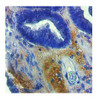 Antibody used in IHC on Human at 2-10 ug/ml.